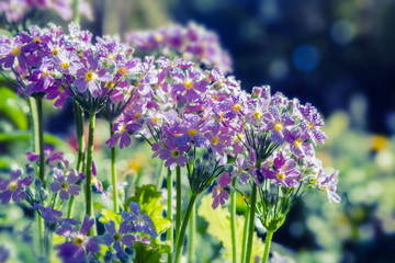 Obraz premium background nature Flower Primula sieboldii. purple flowers. background blur