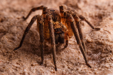 Spider