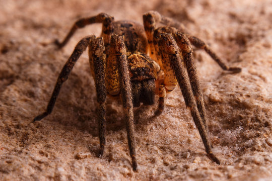Spider