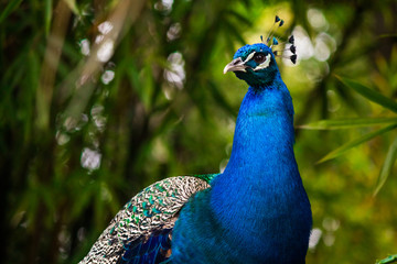 Peacock