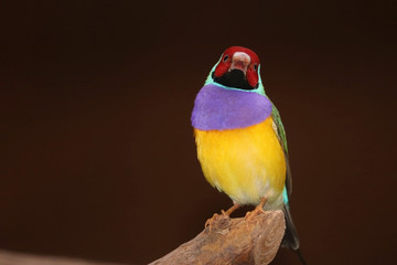 colorful male gouldian or rainbow finch (chloebia gouldiae) in frontal view roosting on a branch in...