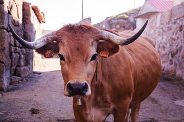 Vaca arouquesa