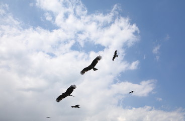 Black kite in blue sky background