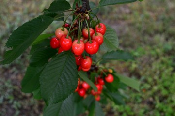 red cherry on branch
