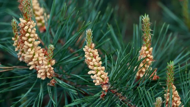 Yellow pine cones on the pine trees. Pine branches with cones, close up. Macro