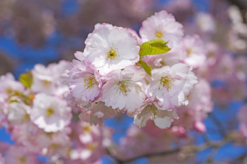 Sakura branch against the blue sky.