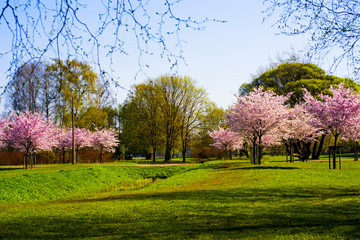 Obraz premium Sakura branch against the blue sky.