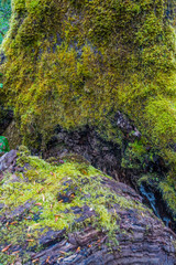 Moss On Tree Background