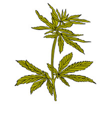 Decorative branch of Green hemp with leaves