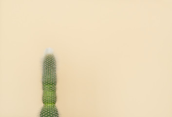 Cactus verde sobre un fondo de color amarillo con espacio para texto a la derecha