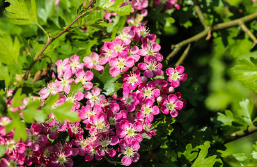 pink flower of midland hawthorn, English hawthorn (Crataegus laevigata) blooming in spring