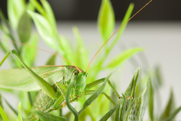 big green grasshopper