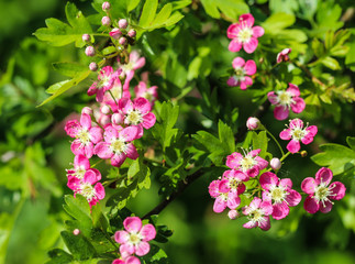 pink flower of midland hawthorn, English hawthorn (Crataegus laevigata) blooming in spring