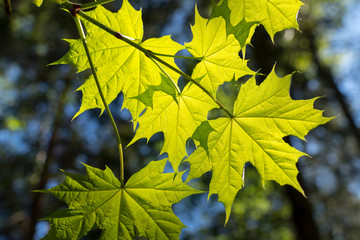 Maple leaves in the morning sunshine