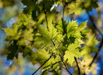 The spring forest was dressed with fresh foliage