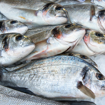 squared picture of fishes, fresh seabass sold in a market
