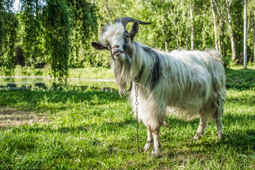Obraz premium goat in park