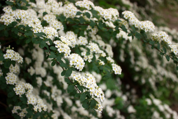 Branches of bushes of blossoming white spiraea in the park.