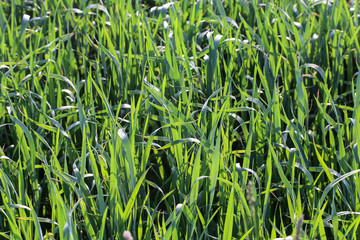 Young shoots of wheat in the field