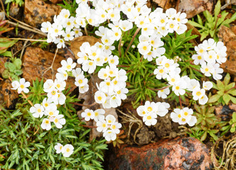 Many small white flowers in the natural habitat.