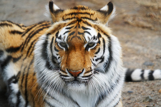 close up on front view of tiger
