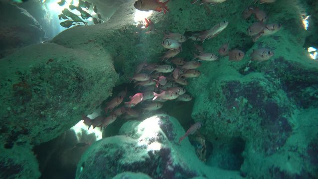 Soldatenfische in einer Grotte