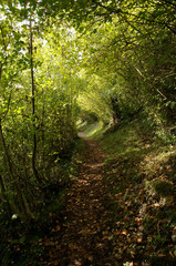 Obraz premium Hiking path through woods near Quinten, Swiss Alps