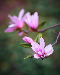 Fototapeta premium Magnolia blossom