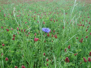 Kornblume auf Kleefeld