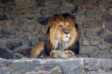 A beautiful lion with big mane lies on the rocks and looks into the distance. King of animals. Wild nature. Predator. Danger animal.
