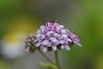 Flower of the Atacama Desert, Polyachyrus Poeppigii.
