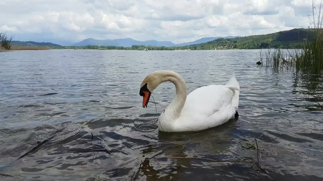 swan in the lake with mountain panorama background
