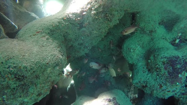 Soldatenfische in einer Grotte