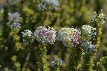 Heliotropium floridum flower of the Atacama desert, Chilean endemic