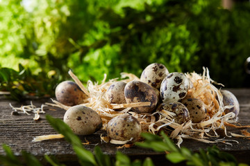 Quail eggs on old brown wooden surface with green blurred natural leaves background, selective focus, close-up