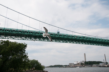 Seagull Bridge