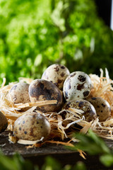 Quail eggs on old brown wooden surface with green blurred natural leaves background, selective focus, close-up