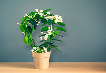 White scented flowering Stephanotis plant with arch shape in flower pot against dark colored wall...