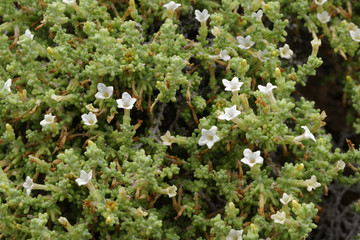 Nolana crassulifolia, an endemic flower from northern Chile, grows when the Atacama Desert blooms. It is also known as Sosa