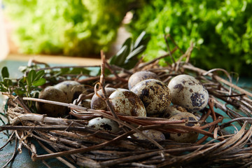 Quail eggs on old brown wooden surface with green blurred natural leaves background, selective focus, close-up
