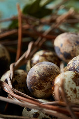 Quail eggs on old brown wooden surface with green blurred natural leaves background, selective focus, close-up