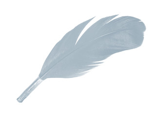gray feather on white background 