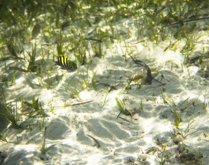Fish sergeant at the sandy bottom