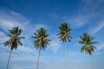 Obraz na płótnie Canvas Palm trees against blue sky, Palm trees at tropical coast, Coconut tree, Summer tree