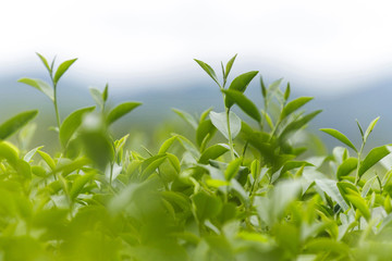 Fresh green tea leaves in a tea plantation
