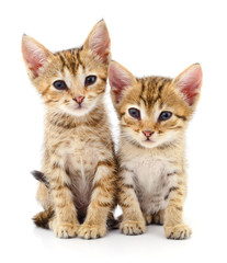 Fototapeta na wymiar Two small kittens.