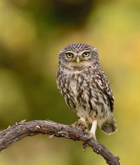 Obraz premium A little owl perched on a branch.