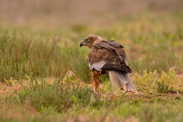 Male western marsh harrier, Circus aeruginosus