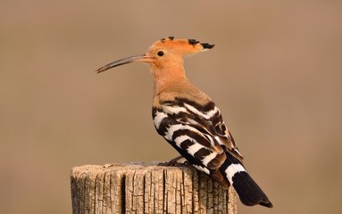 Eurasian Hoopoe or Upupa epops, beautiful brown bird.