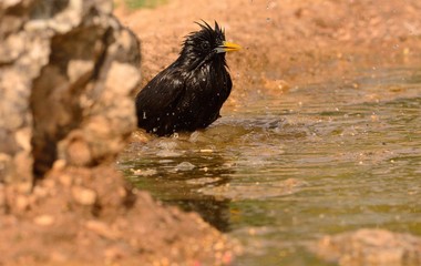 Spotless starling bathing in a pond.